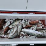 Fishing guide in Tokyo bay    -February 24th,2019-