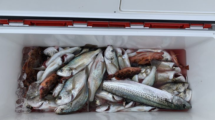 Fishing guide in Tokyo bay    -February 24th,2019-