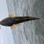 Fishing guide in Tokyo bay    -May12th,2019- PM